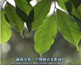 自然世界:蚂蚁攻击
