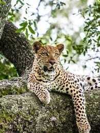 BBC：大猫日记 第八季