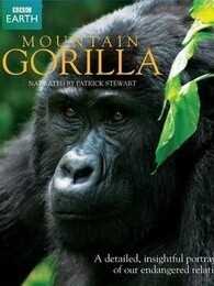 BBC：山地大猩猩