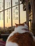 胖虎日记
